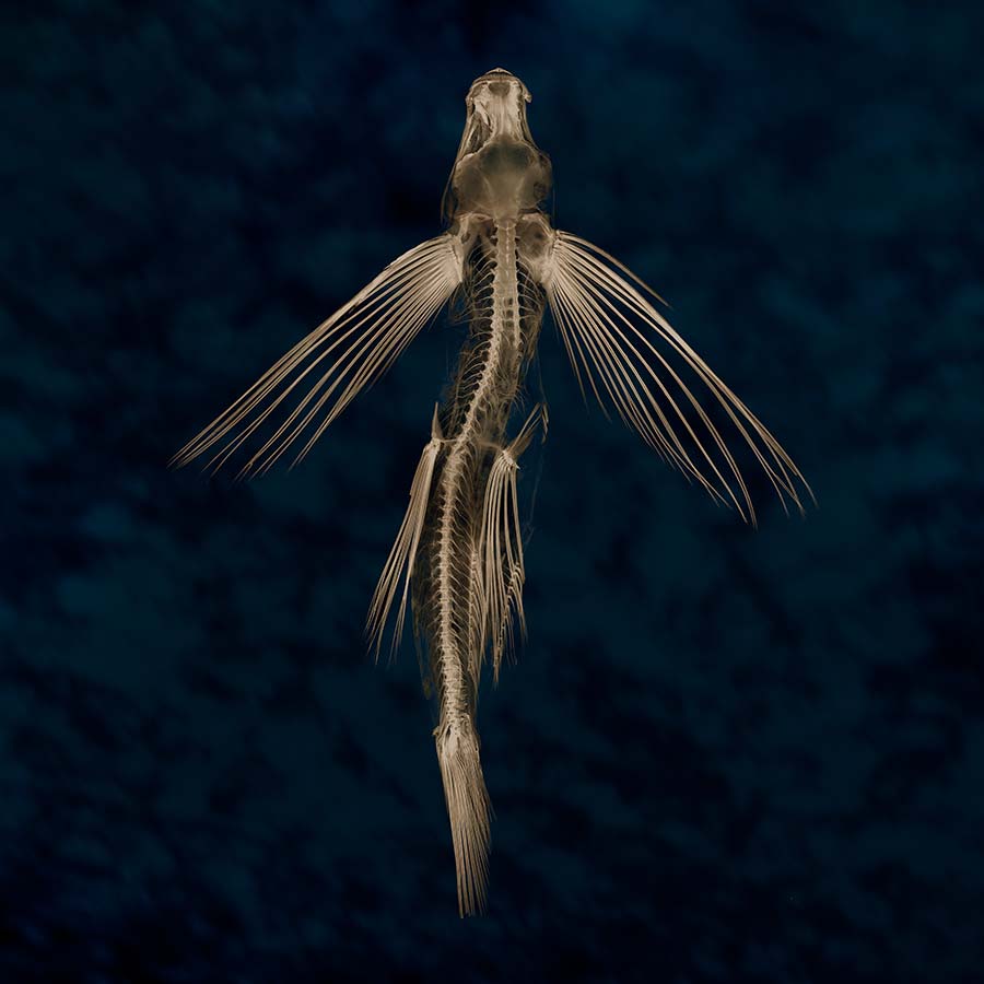 Flying Fish archival inkjet print 24 1/2'' x 24'' By Stephen Petegorsky